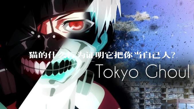 猫的什么行为证明它把你当自己人？